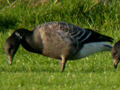 Black Brant x Dark-bellied Brent Goose hybrid